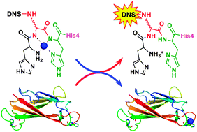 Graphical abstract: A set of robust fluorescent peptide probes for quantification of Cu(ii) binding affinities in the micromolar to femtomolar range