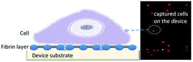 Graphical abstract: A universal tumor cell isolation method enabled by fibrin-coated microchannels