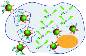 Graphical abstract: Photoluminescent nanosensors for intracellular detection