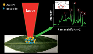 Graphical abstract: In situ SERS detection of multi-class insecticides on plant surfaces