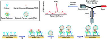 Graphical abstract: Prospects for point-of-care pathogen diagnostics using surface-enhanced Raman scattering (SERS)