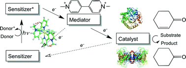 Graphical abstract: Light-driven biocatalytic reduction of α,β-unsaturated compounds by ene reductases employing transition metal complexes as photosensitizers