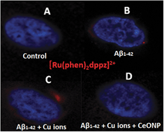 Graphical abstract: Probing the molecular mechanism of cerium oxide nanoparticles in protecting against the neuronal cytotoxicity of Aβ1–42 with copper ions