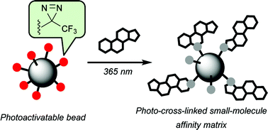 Graphical abstract: Photo-cross-linked small-molecule affinity matrix as a tool for target identification of bioactive small molecules