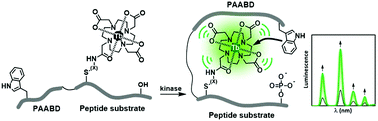 Graphical abstract: Lanthanide-based peptide biosensor to monitor CDK4/cyclin D kinase activity