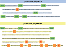 Graphical abstract: [Sec-to-Cys]selenoprotein – a novel type of recombinant, full-length selenoprotein standard for quantitative proteomics