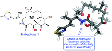 Graphical abstract: Macrolactam analogues of macrolide natural products