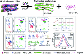 Graphical abstract: Structural changes of poplar wood lignin after supercritical pretreatment using carbon dioxide and ethanol–water as co-solvents