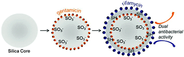 Graphical abstract: Silica core–shell particles for the dual delivery of gentamicin and rifamycin antibiotics