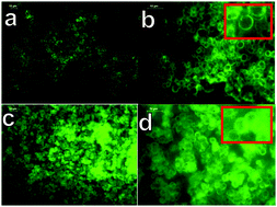 Graphical abstract: Hybrid inhalable microparticles for dual controlled release of levofloxacin and DNase: physicochemical characterization and in vivo targeted delivery to the lungs