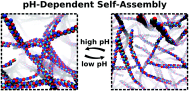 Graphical abstract: Effect of pH on chitosan hydrogel polymer network structure