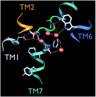 Graphical abstract: The role of water molecules in phototransduction of retinal proteins and G protein-coupled receptors