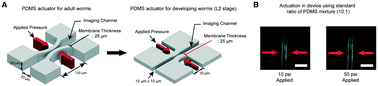 Graphical abstract: On-chip functional neuroimaging with mechanical stimulation in Caenorhabditis elegans larvae for studying development and neural circuits