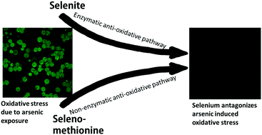 Graphical abstract: Dose and chemical species-specific effects of selenium against arsenite toxicity in cultured hepatocytes of rainbow trout (Oncorhynchus mykiss)