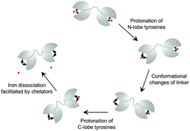 Graphical abstract: Computational approaches for deciphering the equilibrium and kinetic properties of iron transport proteins