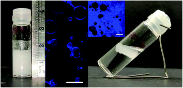 Graphical abstract: Stabilizing bubble and droplet interfaces using dipeptide hydrogels