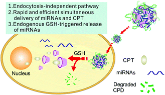 Graphical abstract: Cell-penetrating poly(disulfide)-based star polymers for simultaneous intracellular delivery of miRNAs and small molecule drugs