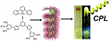 Graphical abstract: A circularly polarized luminescent organogel based on a Pt(ii) complex possessing phenylisoxazoles