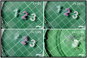 Graphical abstract: Temporal and spatial programming in soft composite hydrogel objects