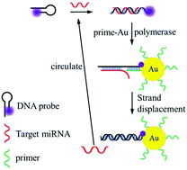 Graphical abstract: Target-assisted FRET signal amplification for ultrasensitive detection of microRNA