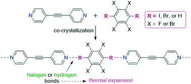 Graphical abstract: Thermal expansion along one-dimensional chains and two-dimensional sheets within co-crystals based on halogen or hydrogen bonds