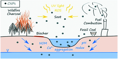 Graphical abstract: Environmental transformation of natural and engineered carbon nanoparticles and implications for the fate of organic contaminants