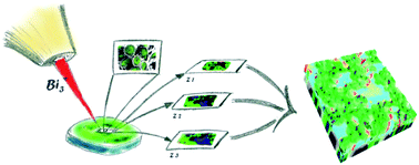 Graphical abstract: Identification of nanoparticles and their localization in algal biofilm by 3D-imaging secondary ion mass spectrometry