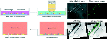 Graphical abstract: Correlative light and electron microscopy for complex cellular structures on PDMS substrates with coded micro-patterns