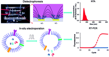 Graphical abstract: Rapid and efficient isolation and detection of extracellular vesicles from plasma for lung cancer diagnosis