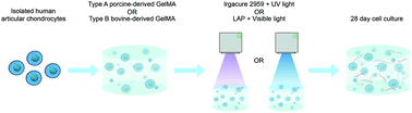 Graphical abstract: Effect of gelatin source and photoinitiator type on chondrocyte redifferentiation in gelatin methacryloyl-based tissue-engineered cartilage constructs