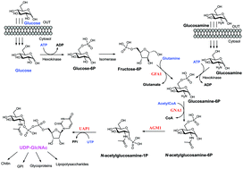 Graphical abstract: A mechanism-inspired UDP-N-acetylglucosamine pyrophosphorylase inhibitor