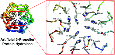 Graphical abstract: Artificial β-propeller protein-based hydrolases