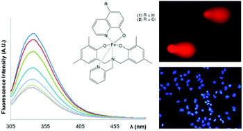 Graphical abstract: New ternary iron(iii) aminobisphenolate hydroxyquinoline complexes as potential therapeutic agents