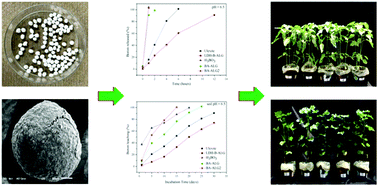 Graphical abstract: Synthesis, characterization and agronomic use of alginate microspheres containing layered double hydroxides intercalated with borate