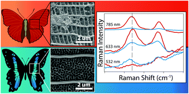 Graphical abstract: Probing the coupling of butterfly wing photonic crystals to plasmon resonances with surface-enhanced Raman spectroscopy