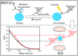 Graphical abstract: Selective analysis of newly synthesized proteins by combining fluorescence correlation spectroscopy with bioorthogonal non-canonical amino acid tagging