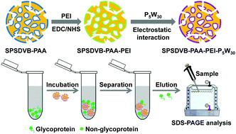 Graphical abstract: Polyoxometalate-functionalized macroporous microspheres for selective separation/enrichment of glycoproteins