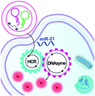 Graphical abstract: Autocatalytic DNAzyme assembly for amplified intracellular imaging