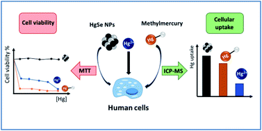 Graphical abstract: Quantitative assessment of cellular uptake and differential toxic effects of HgSe nanoparticles in human cells