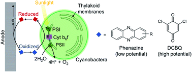 Graphical abstract: Phenazines as model low-midpoint potential electron shuttles for photosynthetic bioelectrochemical systems