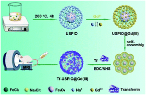 Graphical abstract: A cation exchange strategy to construct a targeting nanoprobe for enhanced T1-weighted MR imaging of tumors