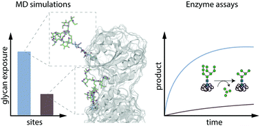 Graphical abstract: Glycan–protein interactions determine kinetics of N-glycan remodeling