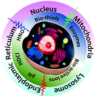 Graphical abstract: Fluorescent probes for imaging bioactive species in subcellular organelles
