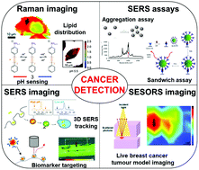 Graphical abstract: From Raman to SESORRS: moving deeper into cancer detection and treatment monitoring