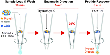 Graphical abstract: Bottom-up/cross-linking mass spectrometry via simplified sample processing on anion-exchange solid-phase extraction spin column