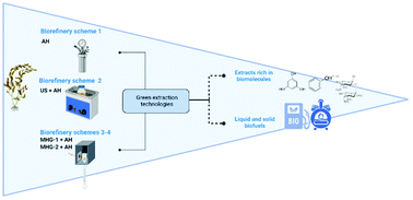 Graphical abstract: Evaluation of sustainable technologies for the processing of Sargassum muticum: cascade biorefinery schemes