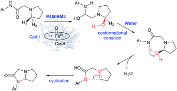 Graphical abstract: The molecular mechanism of P450-catalyzed amination of the pyrrolidine derivative of lidocaine: insights from multiscale simulations