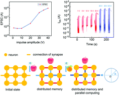 Graphical abstract: An organic synaptic transistor with integration of memory and neuromorphic computing