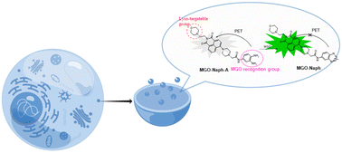 Graphical abstract: A lysosome-targeting fluorescent probe to visualize endogenous and exogenous methylglyoxal in live cells and zebrafish