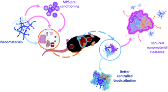 Graphical abstract: Nanoparticle based medicines: approaches for evading and manipulating the mononuclear phagocyte system and potential for clinical translation
